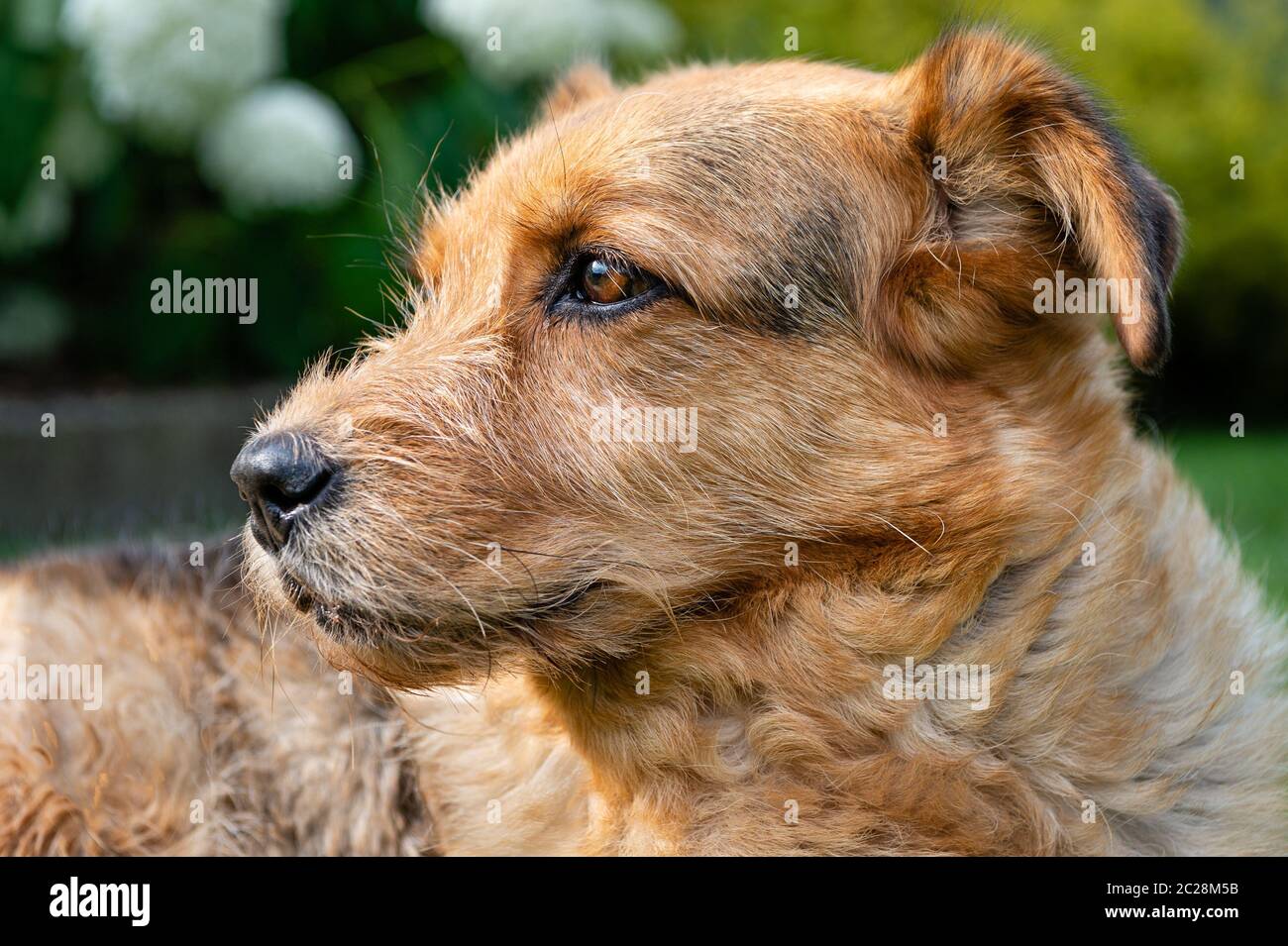 Hund sieht beobachtend aus Stockfoto