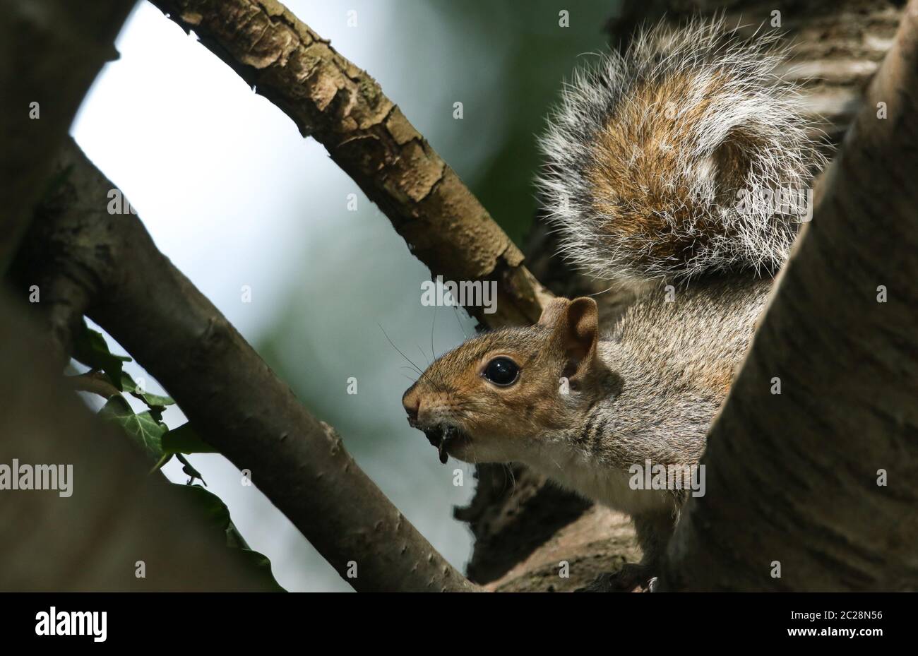 Ein süßes Grauhörnchen, Scirius carolinensis, hoch oben in einem Baum mit Futter im Mund. Stockfoto