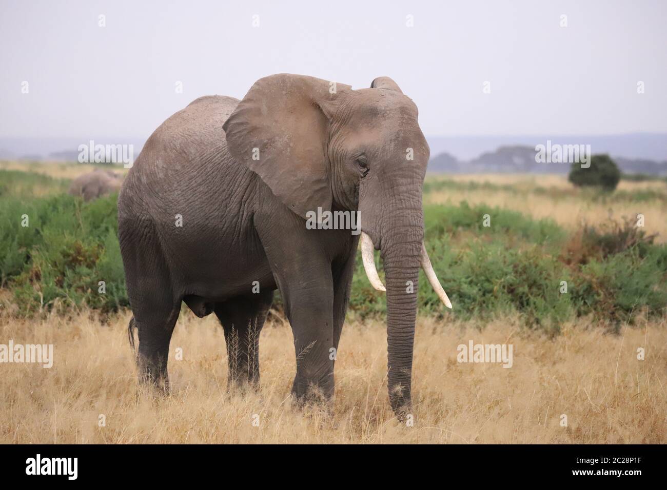 Nahaufnahme eines Elefanten im Amboseli Nationalpark Stockfoto