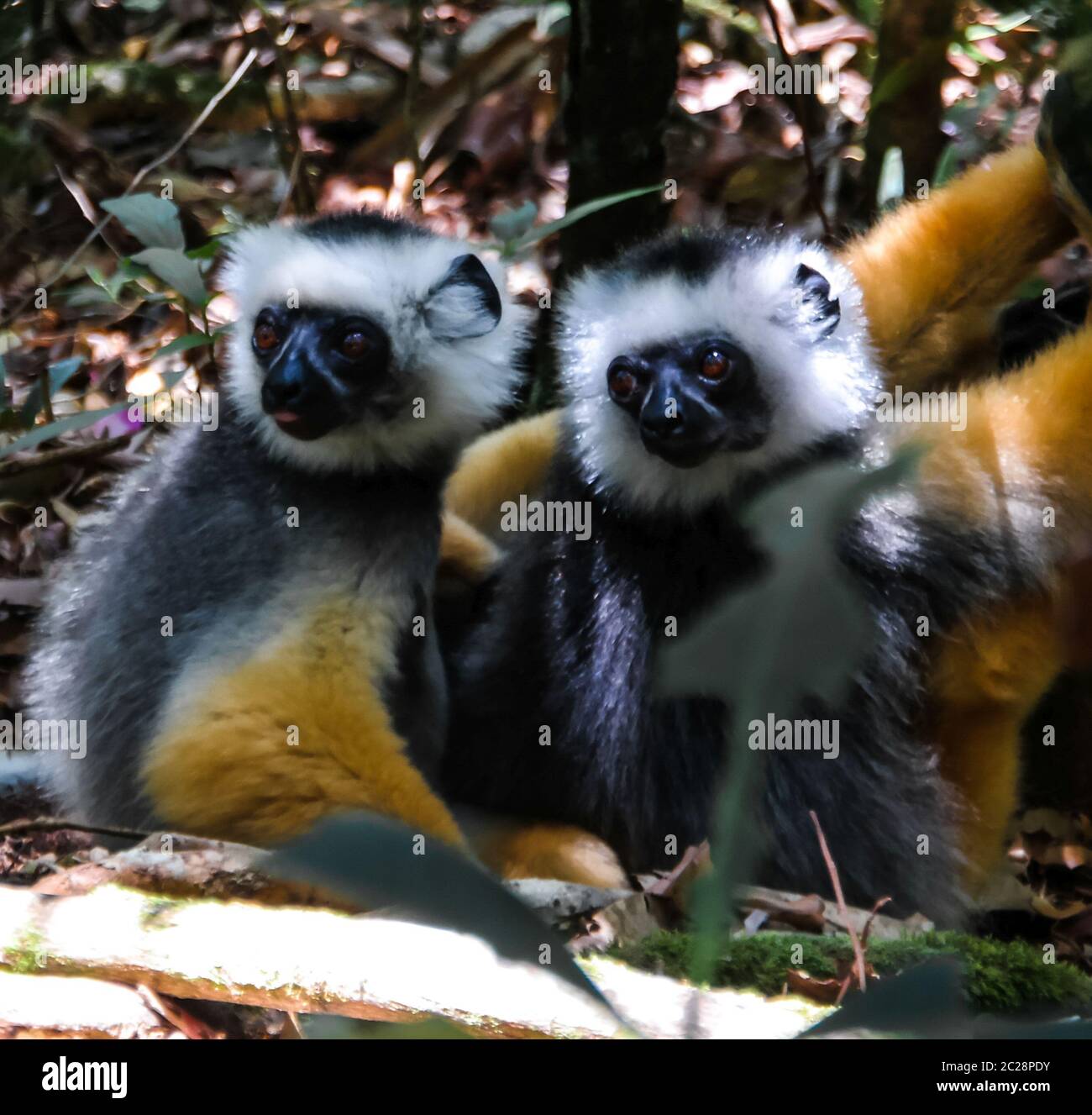 Porträt von diademed sifaka aka Propithecus diadema Madagaskar Stockfoto