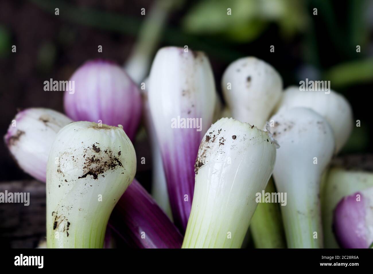 Organische grüne Zwiebeln frisch geernteten Im Garten Stockfoto