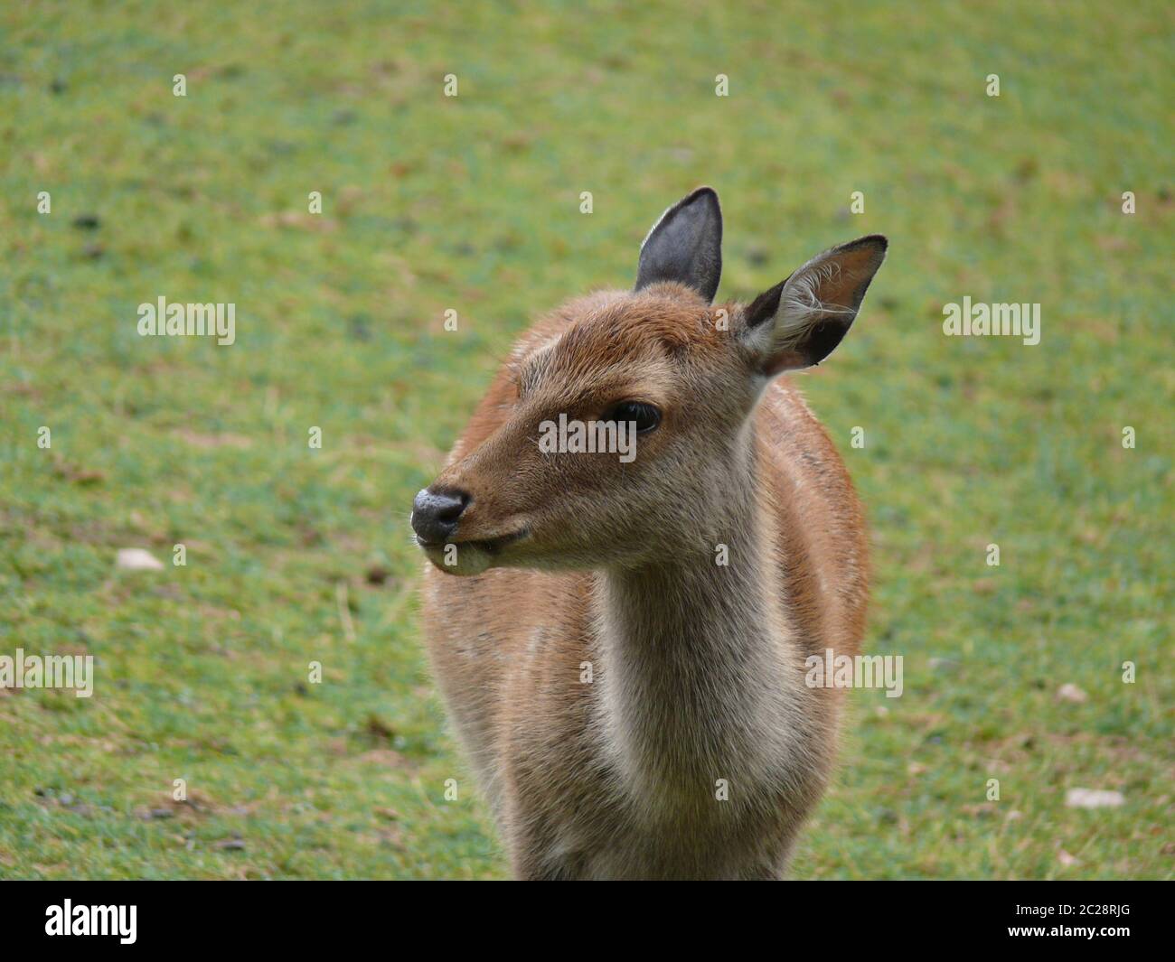 weibliche Sika Hirsch Stockfoto