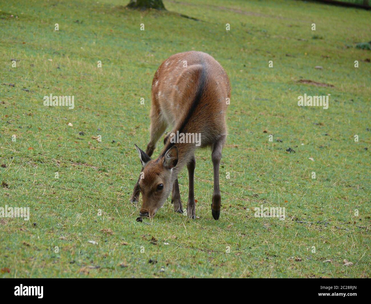 weibliche Sika Hirsch Stockfoto