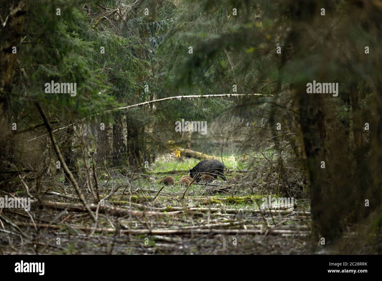 Wildschwein mit Ferkeln im Wald Stockfoto