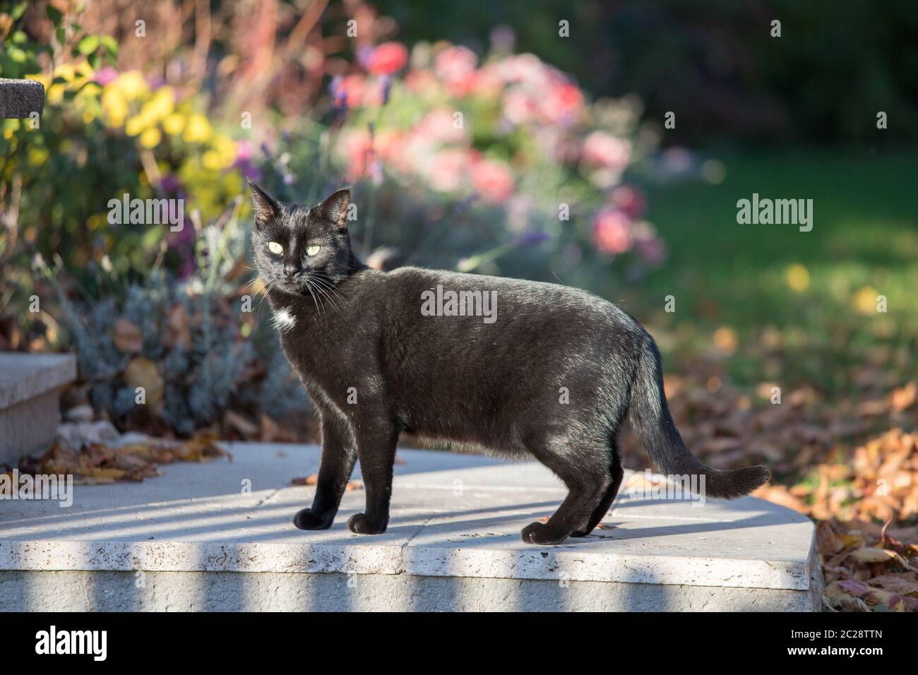 Verängstigte schwarze Katze im Garten Stockfoto