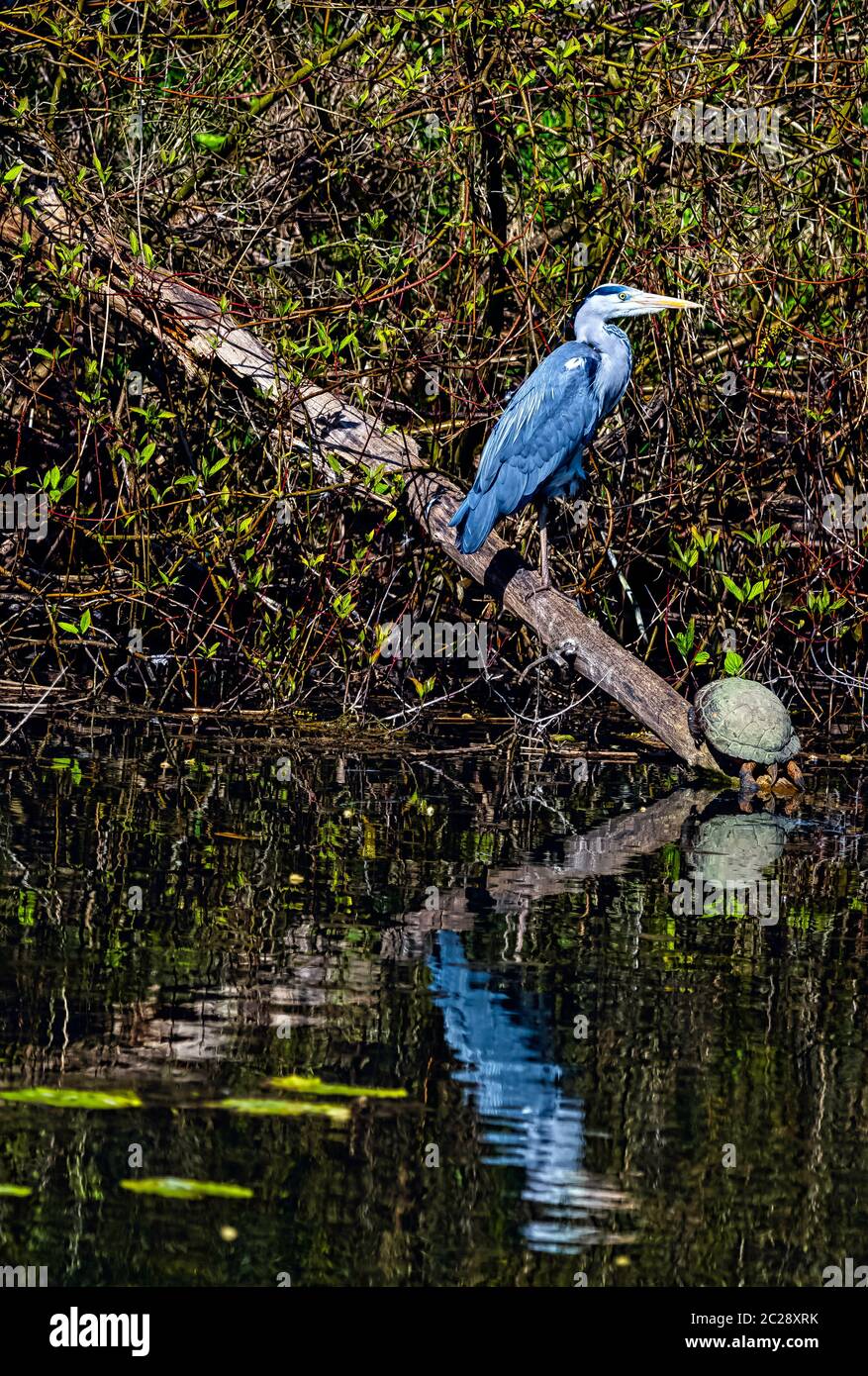 Wilder Graureiher (Ardea cinerea) und europäische Teichschildkröte (Emys orbicularis, europäische Teichschildkröte oder Schildkröte) im britischen Park Stockfoto