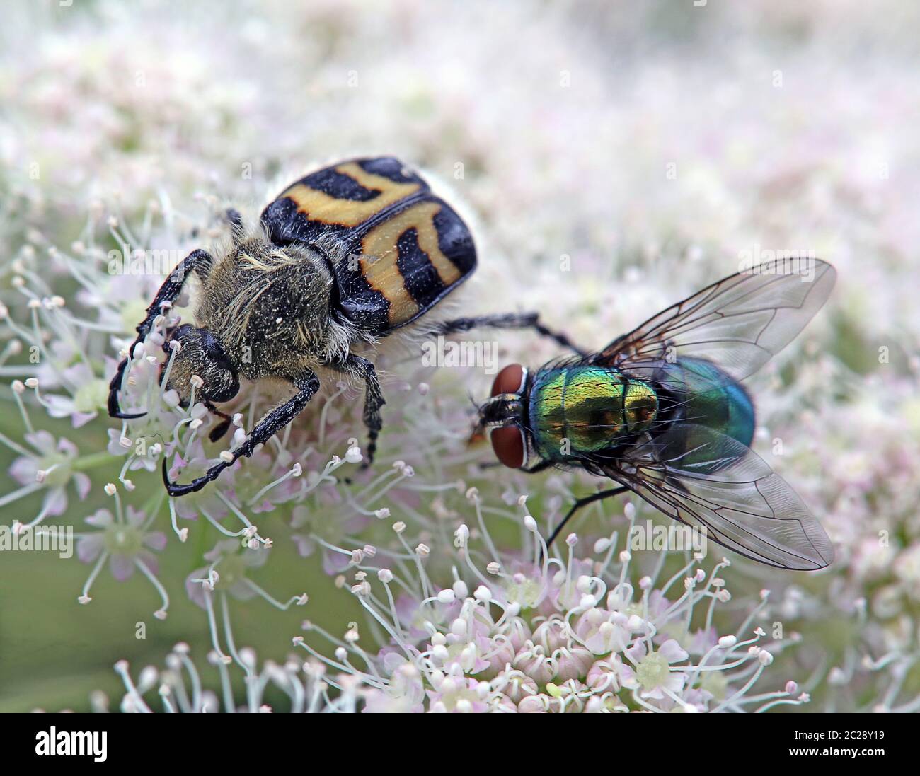 Macro-gebänderter Bürstenkäfer Trichius fasciatus und Goldfliege Lucilia sericata Stockfoto