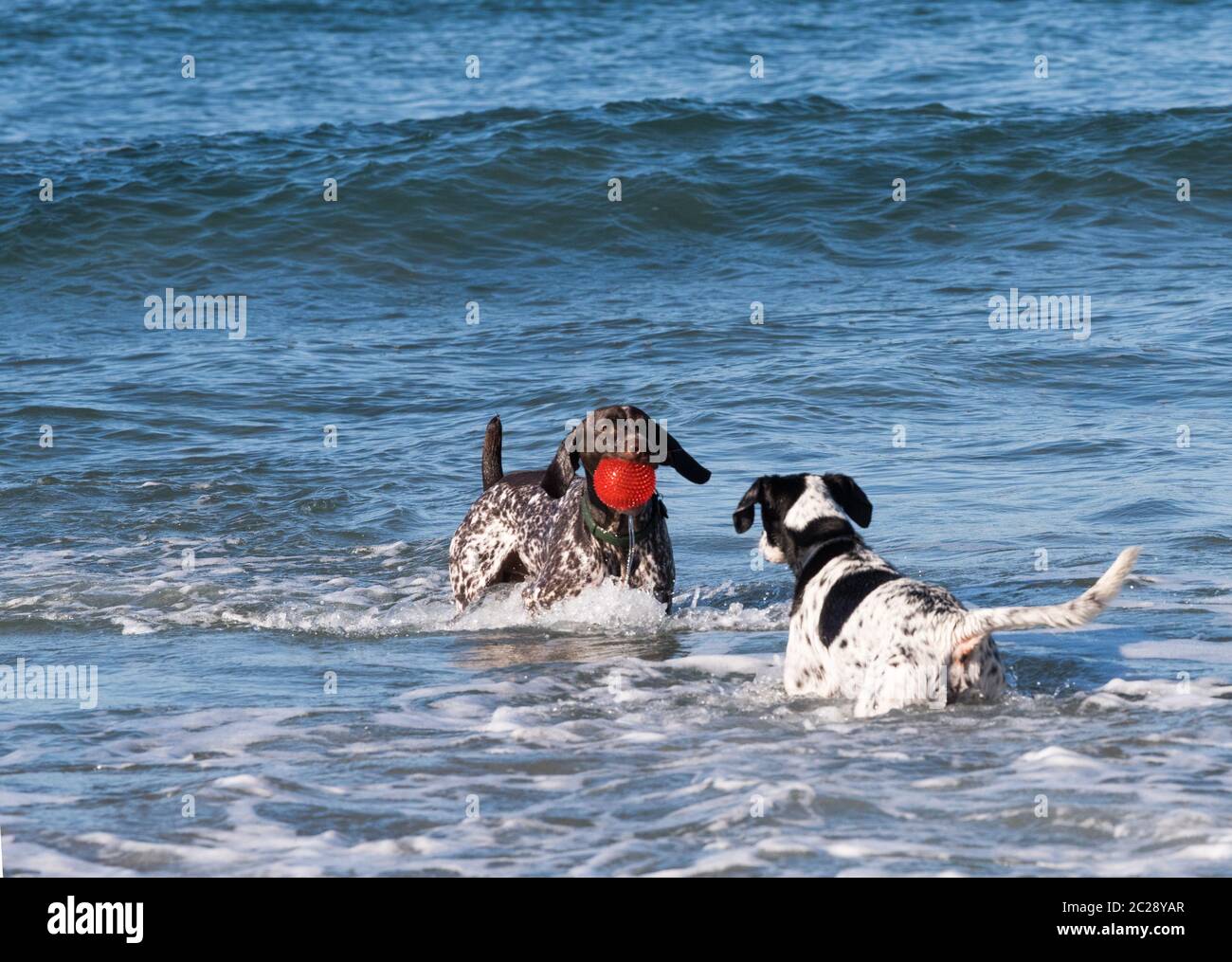 Zwei Hunde spielen mit einem roten Ball im Ozean Stockfoto