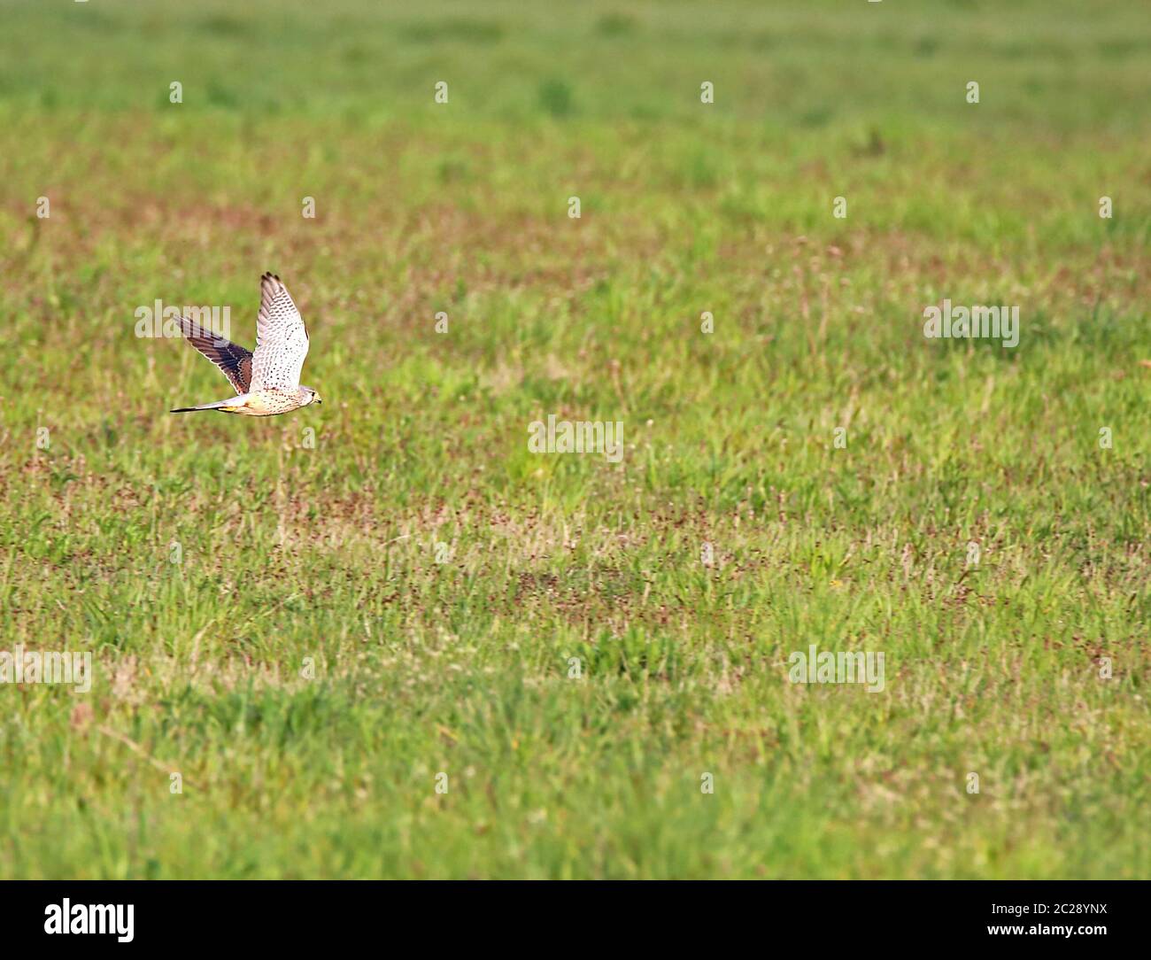 Kestrel Falco tinnunculus im Flug über die Wiese Stockfoto