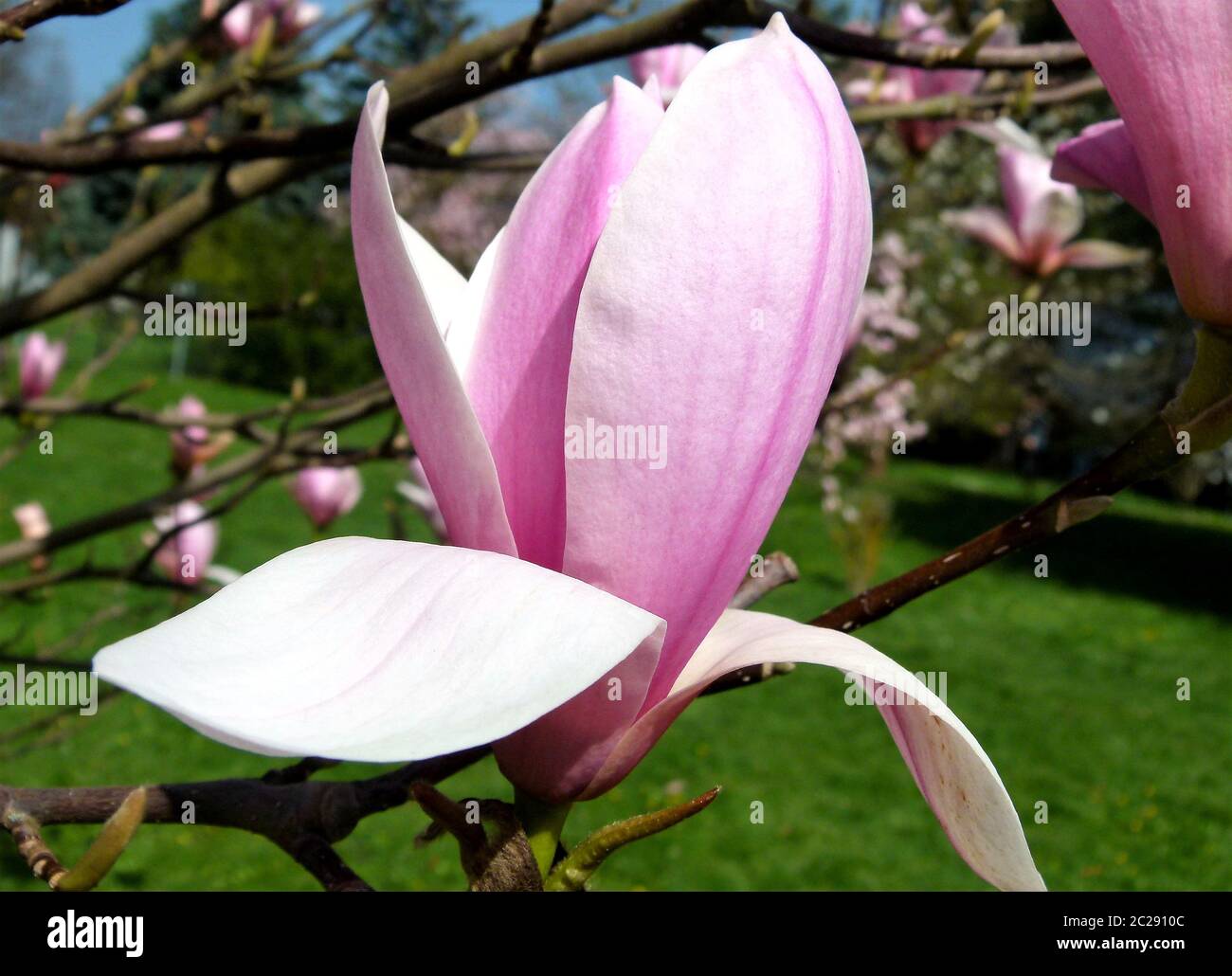 Nahaufnahme einer Magnolie in voller Blüte Stockfoto
