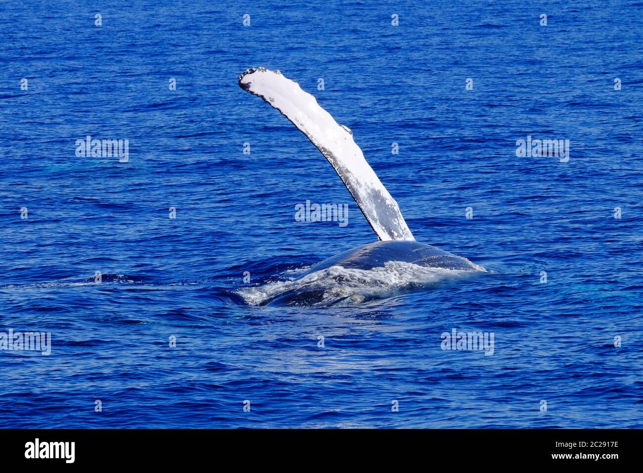 Whale-Watching Stockfoto