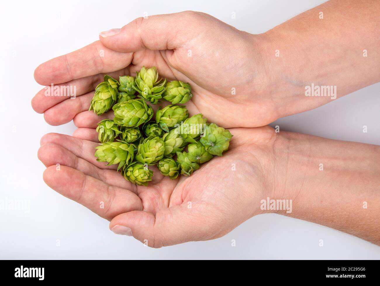 Frau formt Hände zu Schale und präsentiert Menge von einzelnen Dolden von Hopfen Stockfoto