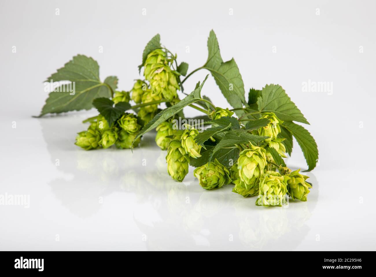 Closeup Zweig von Hopfen mit Blättern und Dolden isoliert auf Hintergrund weiß Stockfoto