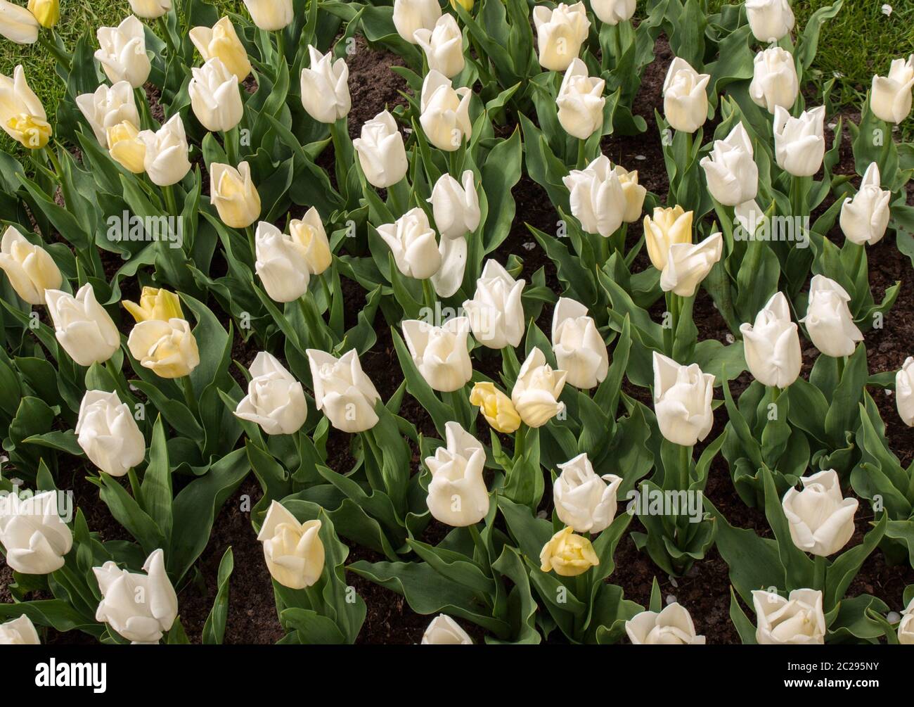 tulpenblüten im Garten Stockfoto