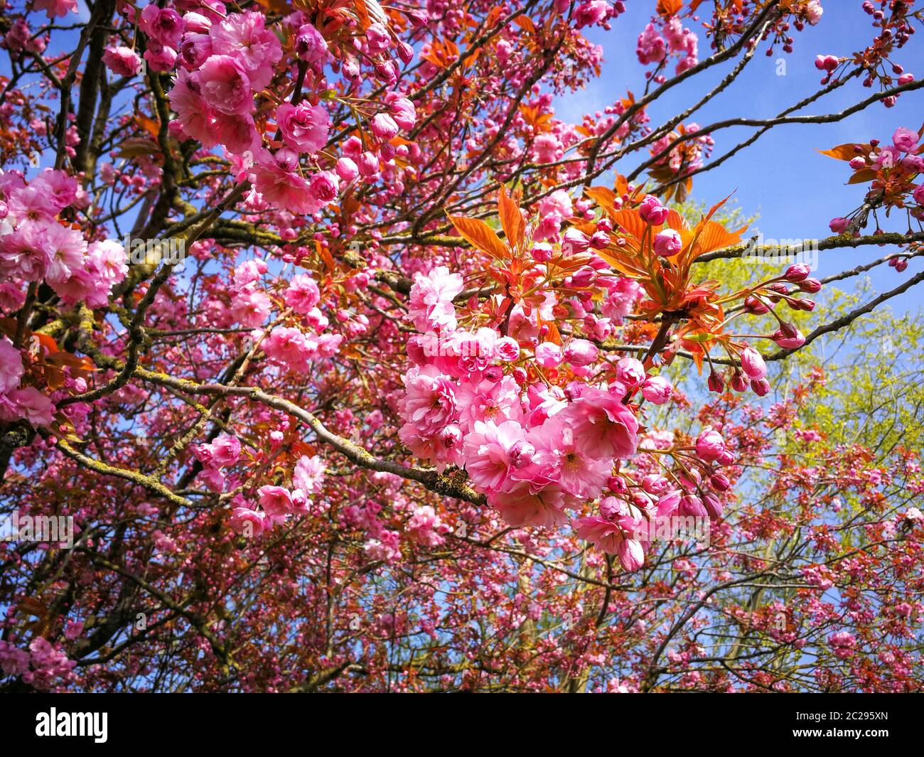 Rosafarbene Blüte auf einem Kirschbaum im Frühjahr mit blauem Himmel Hintergrund Stockfoto