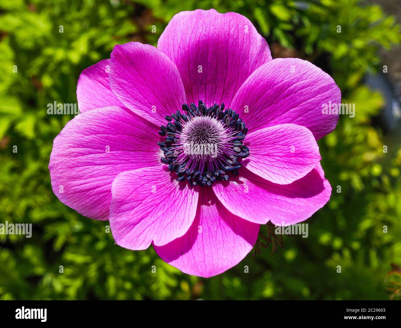 Nahaufnahme einer schönen rosa Anemone de Caen Blume in einem Garten Stockfoto