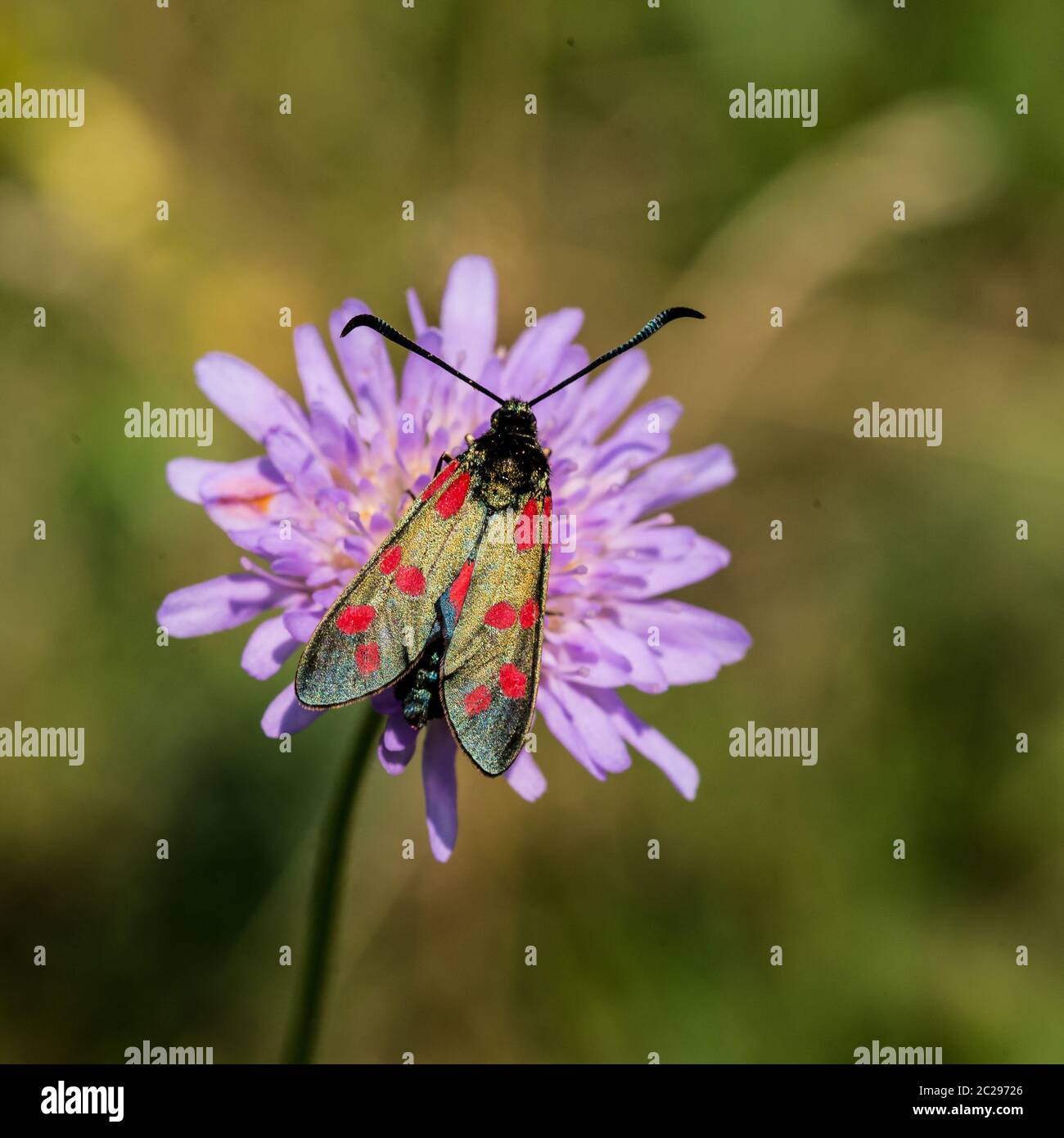 Sechs-Spot burnet Stockfoto