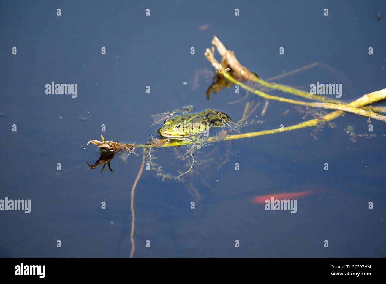 Frosch Stockfoto