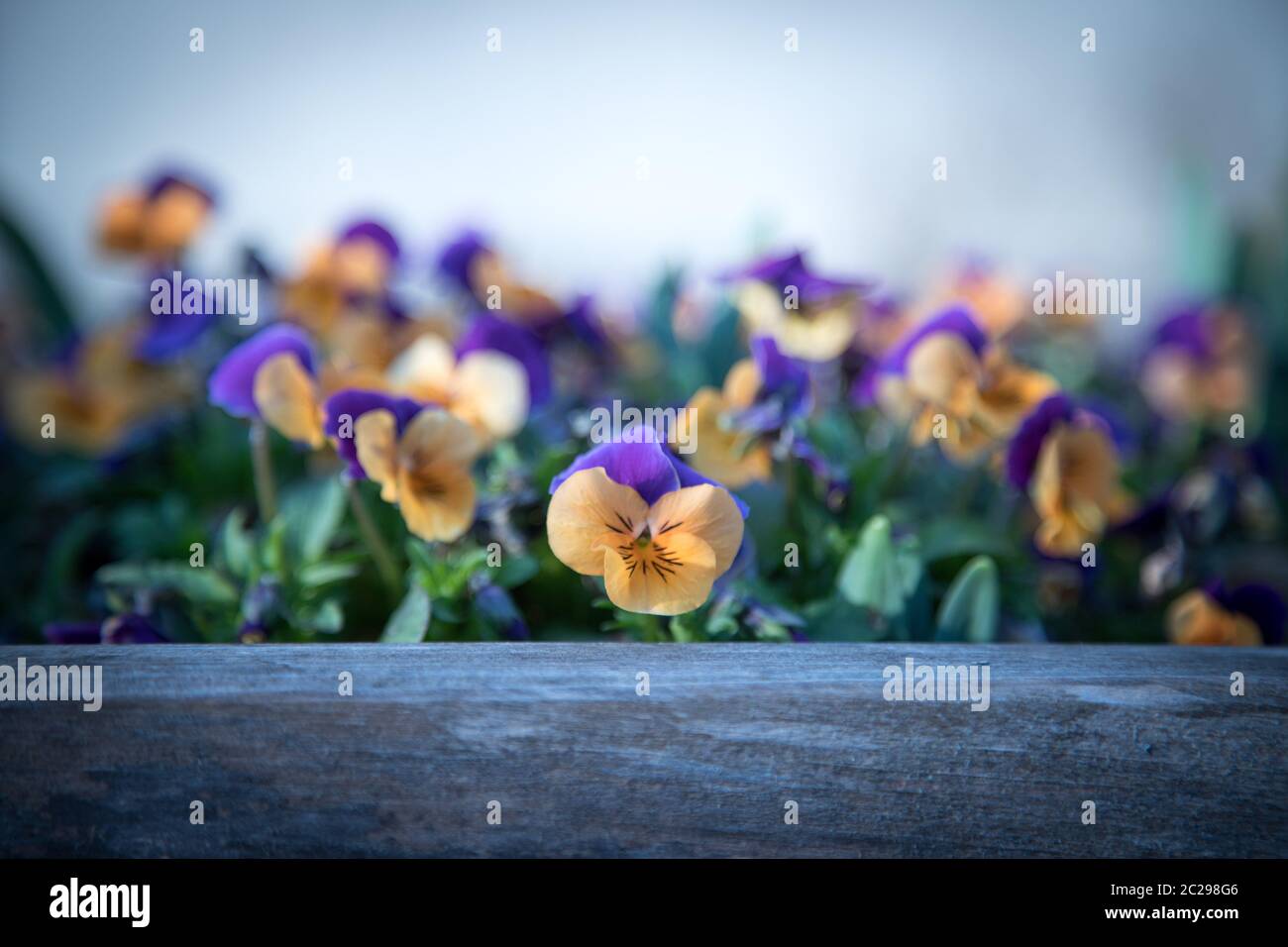 Bunte Blumen in der Abendsonne Stockfoto