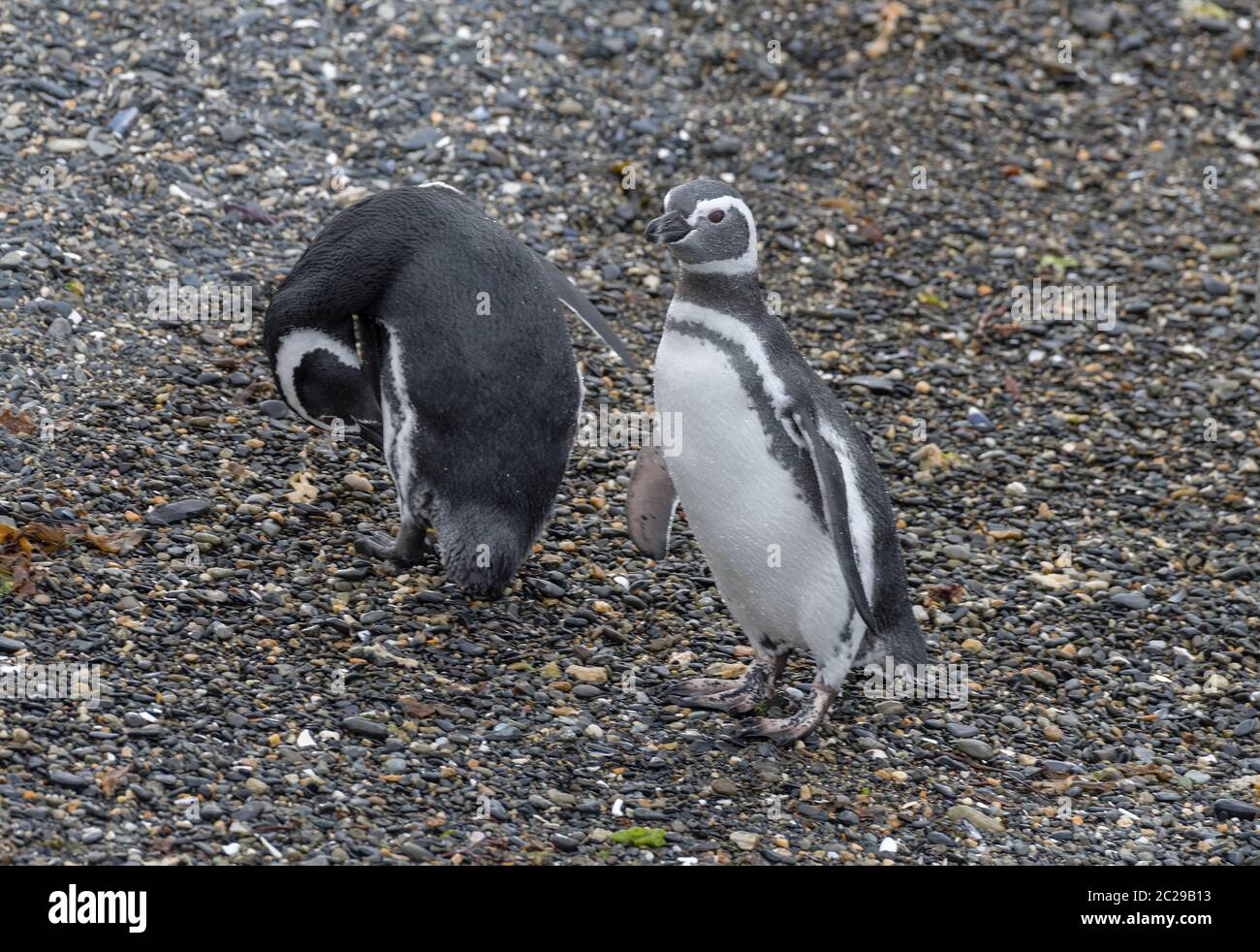 Magellanic Pinguine auf einer Insel im Beagle Kanal, Ushuaia, Argentinien Stockfoto