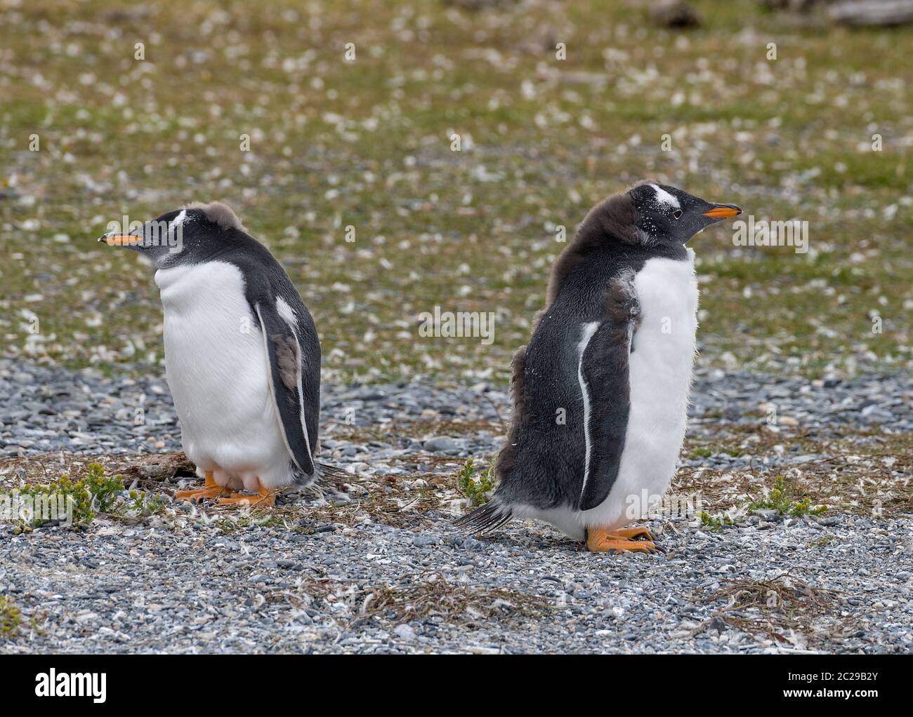 Zwei junge Gentoo-Pinguine auf einer Insel im Beagle-Kanal, Ushuaia, Argentinien Stockfoto