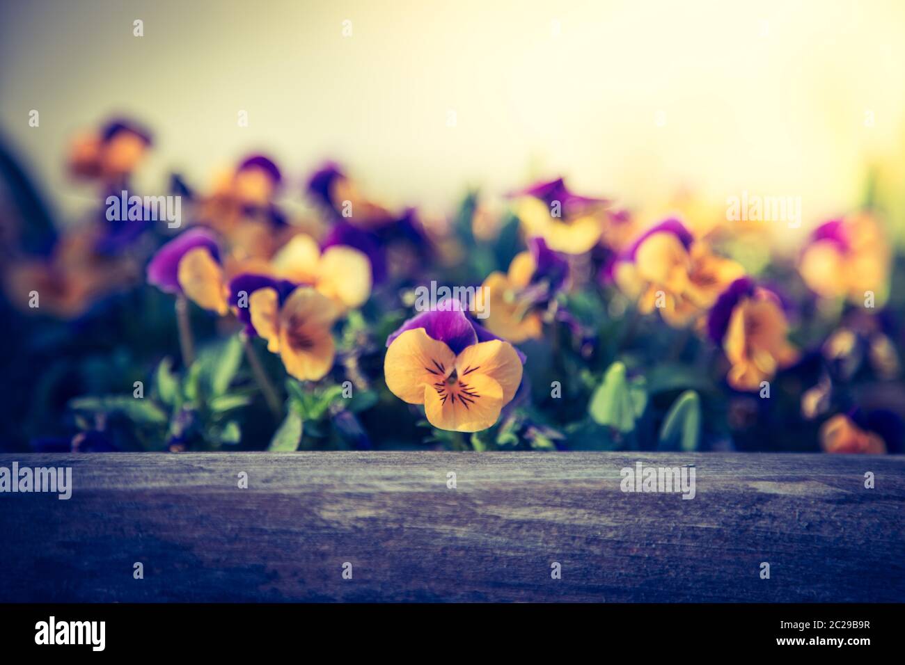 Bunte Blumen in der Abendsonne Stockfoto