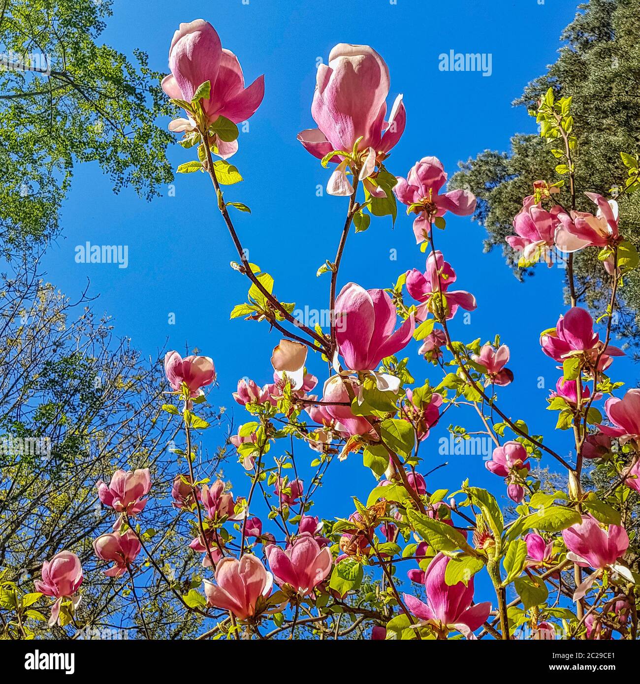 Blühende Untertasse Magnolia (Magnolia x soulangeana) im britischen Park Stockfoto