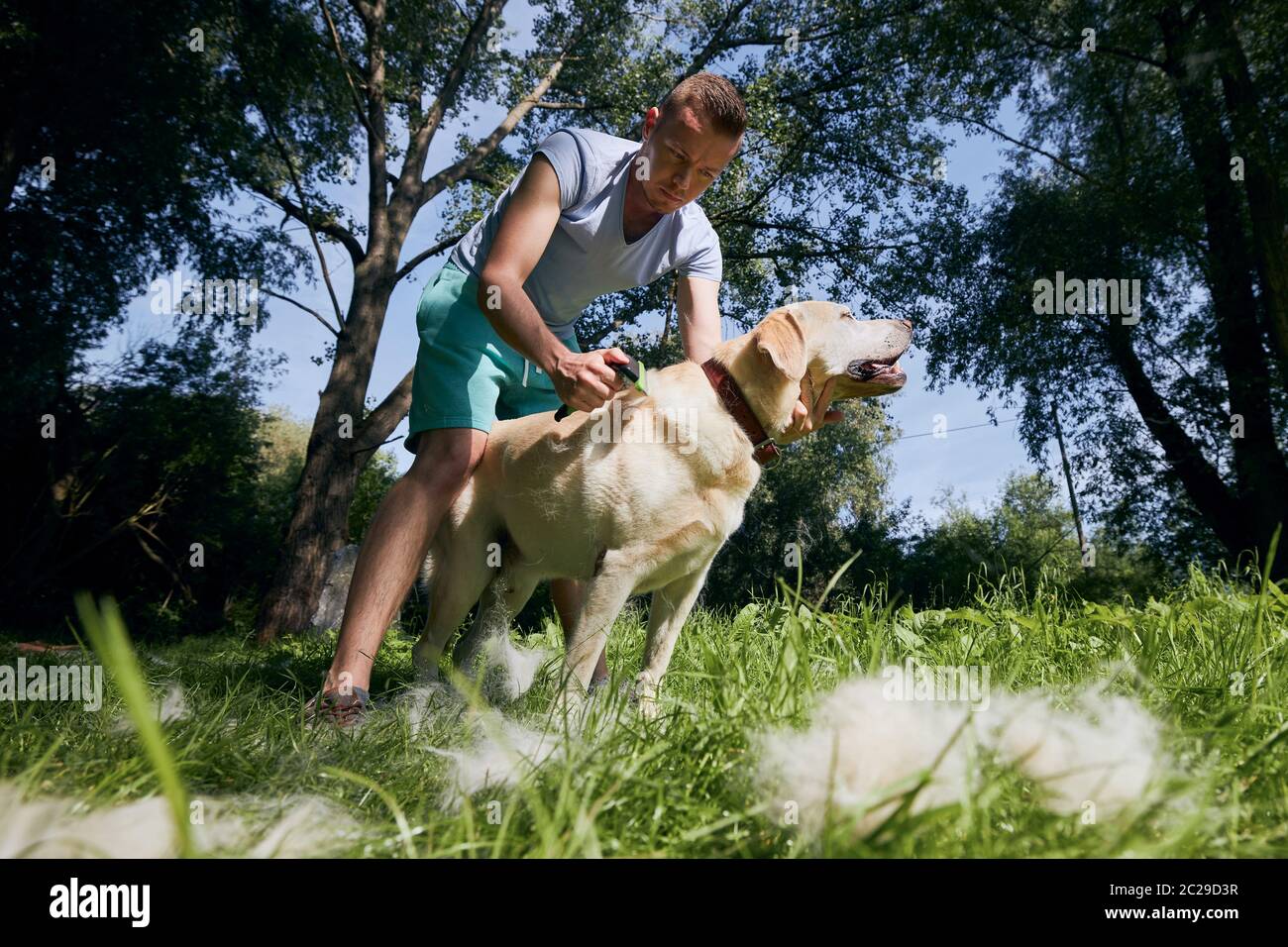 Routinemäßige Hundepflege. Tierbesitzer putzt Pelz seines labrador Retriever. Stockfoto