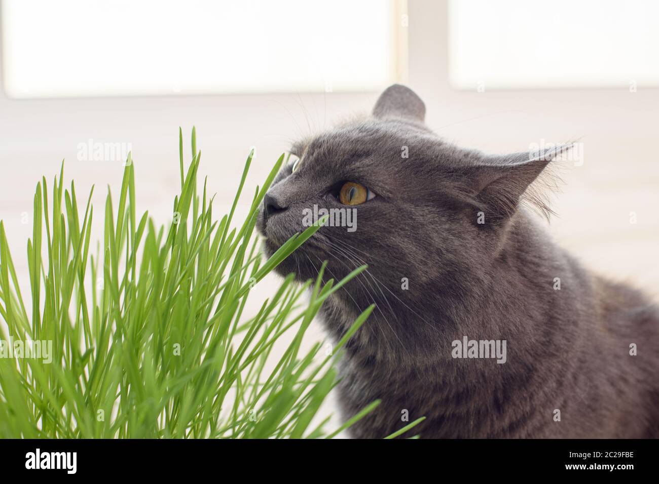 Hauskatze schnuppert Gras aus gekeimtem Hafer Stockfoto