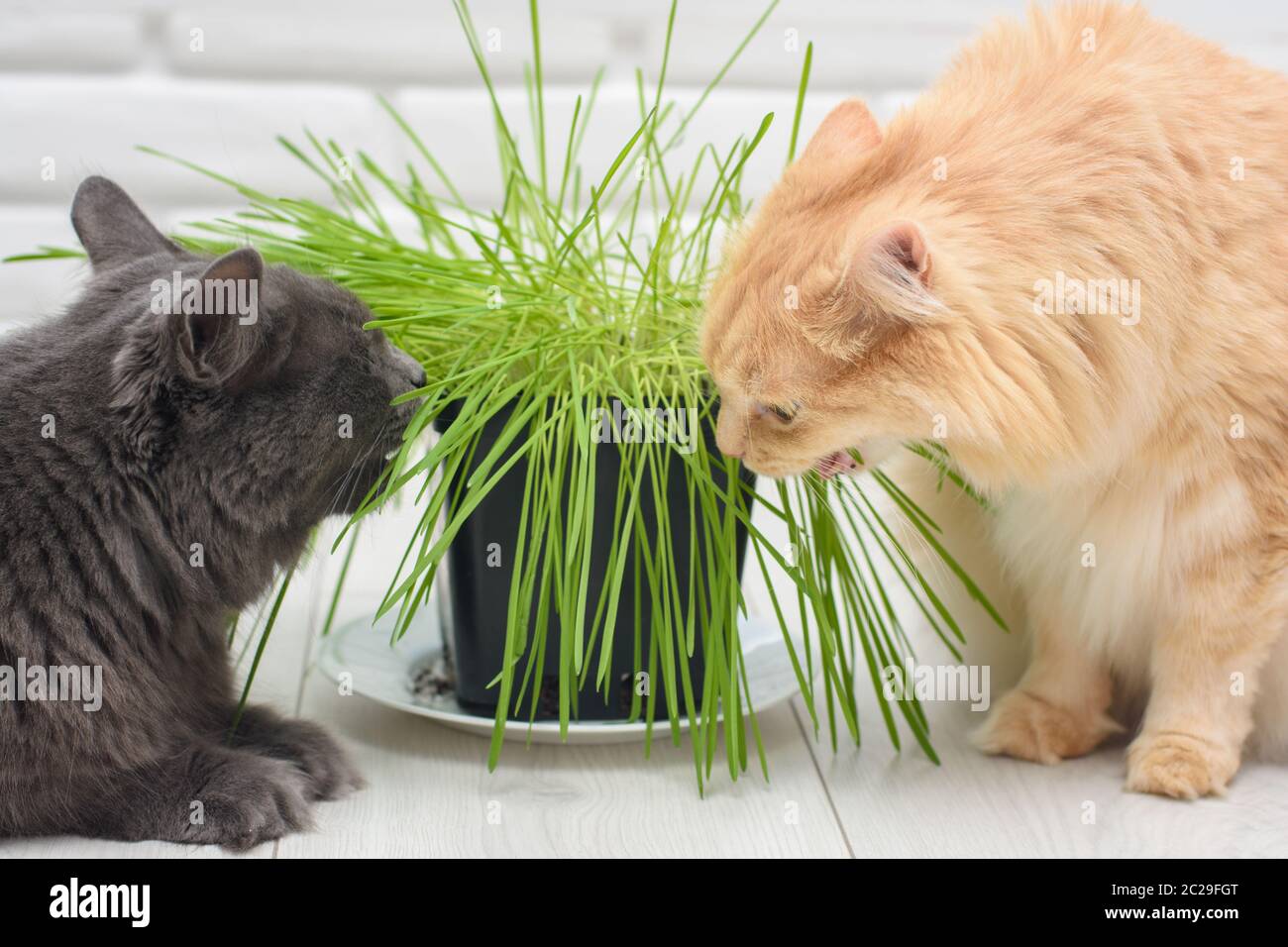 Zwei Katzen essen Hafer, die in einem Topf gekeimt sind Stockfoto