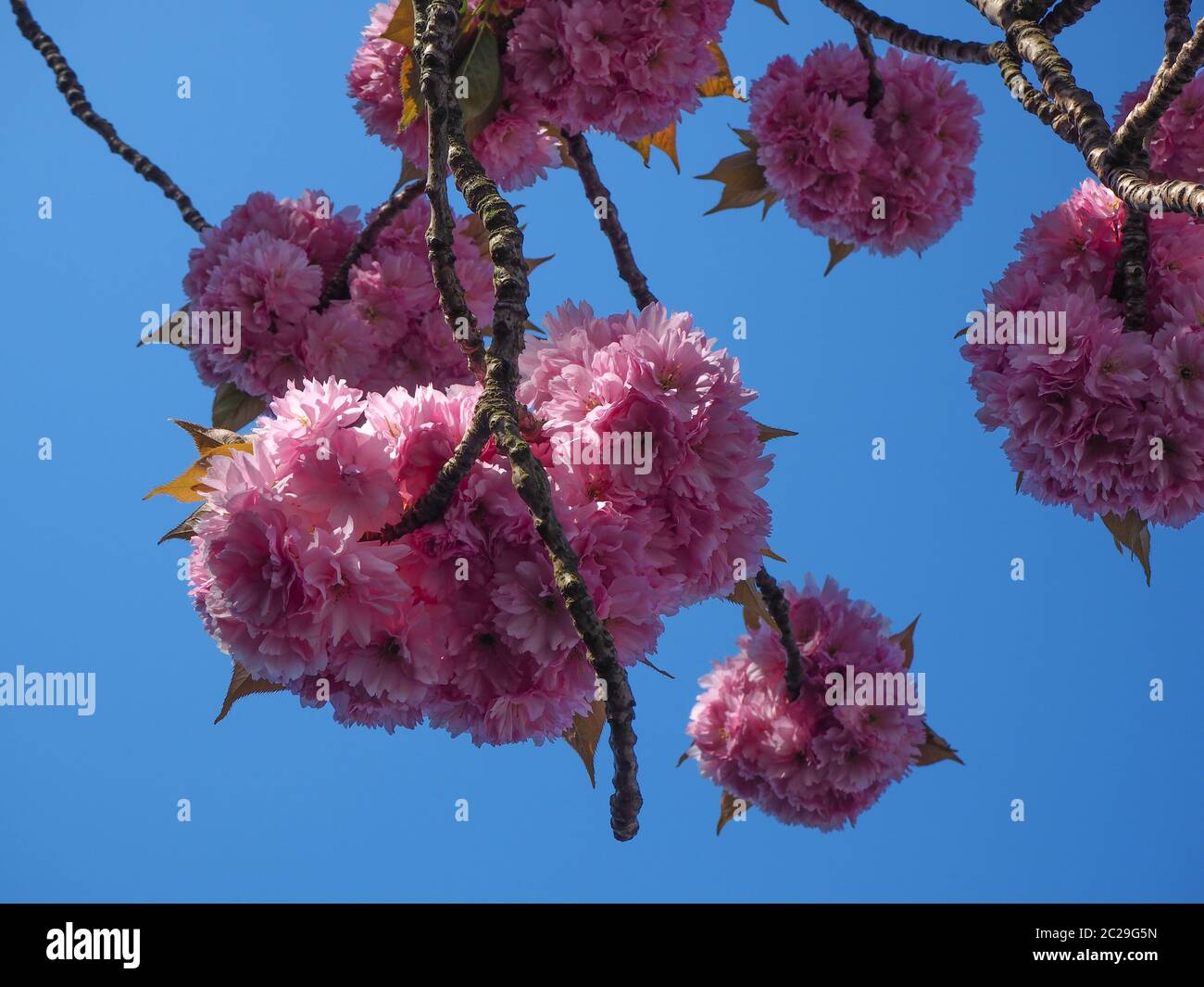 Schöne rosa Kirschblüte auf einem Ast von unten mit einem klaren blauen Himmel Hintergrund Stockfoto