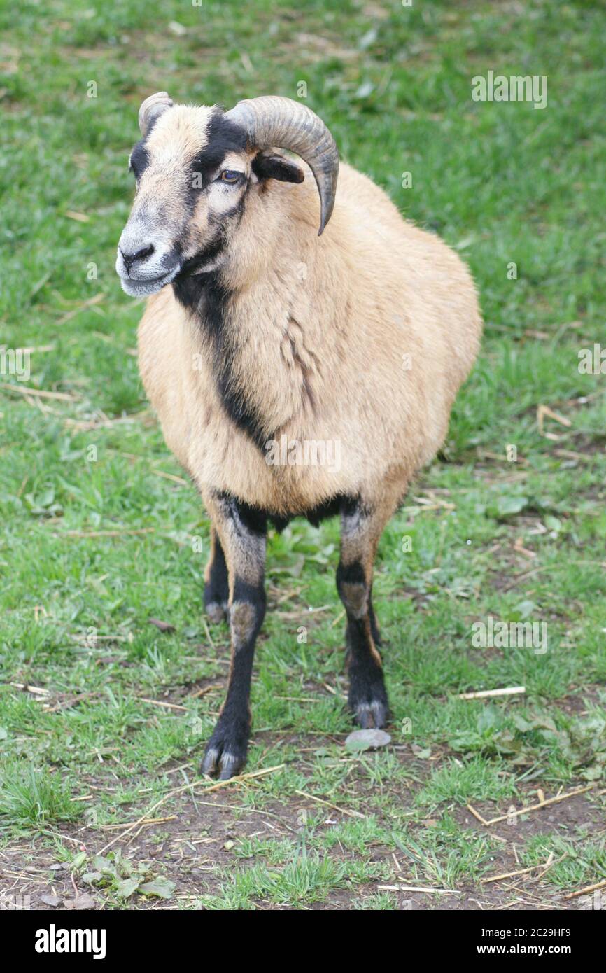 Mufflon Schafe (Ovis orientalis musimon) Stockfoto