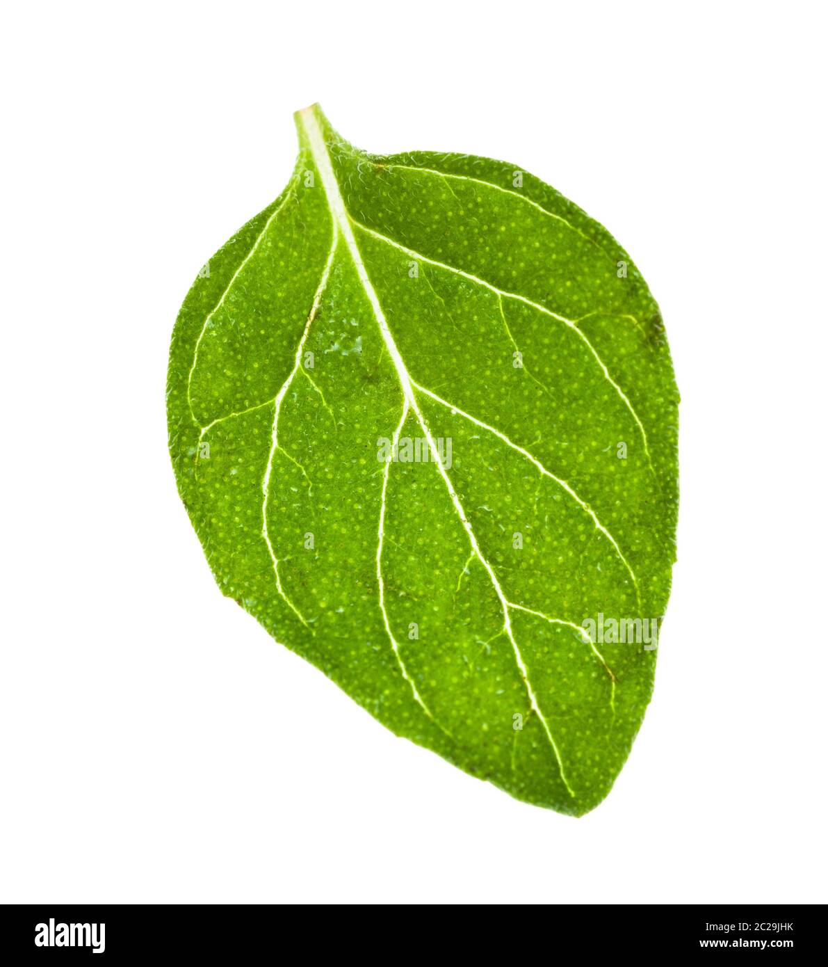 Grünes Blatt von Oregano Kraut isoliert auf weißem Hintergrund Stockfoto