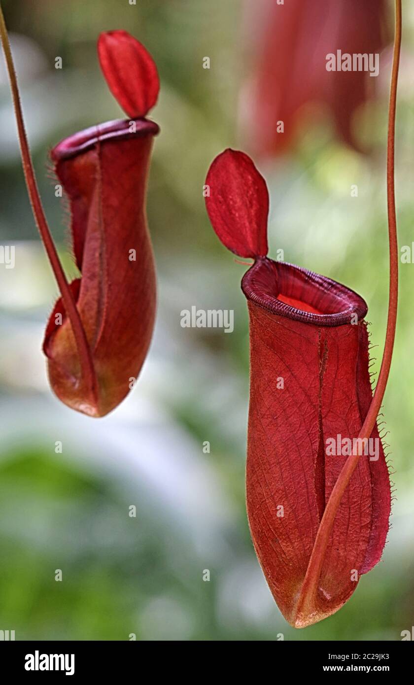 Die roten Kesselfallen der insektenfressenden Kännchen-Pflanze Nepenthes Stockfoto