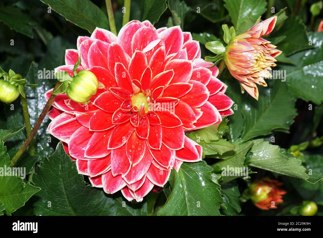 Hybride einer Garten-Dahlie (Dahlia x hortensis) Stockfoto