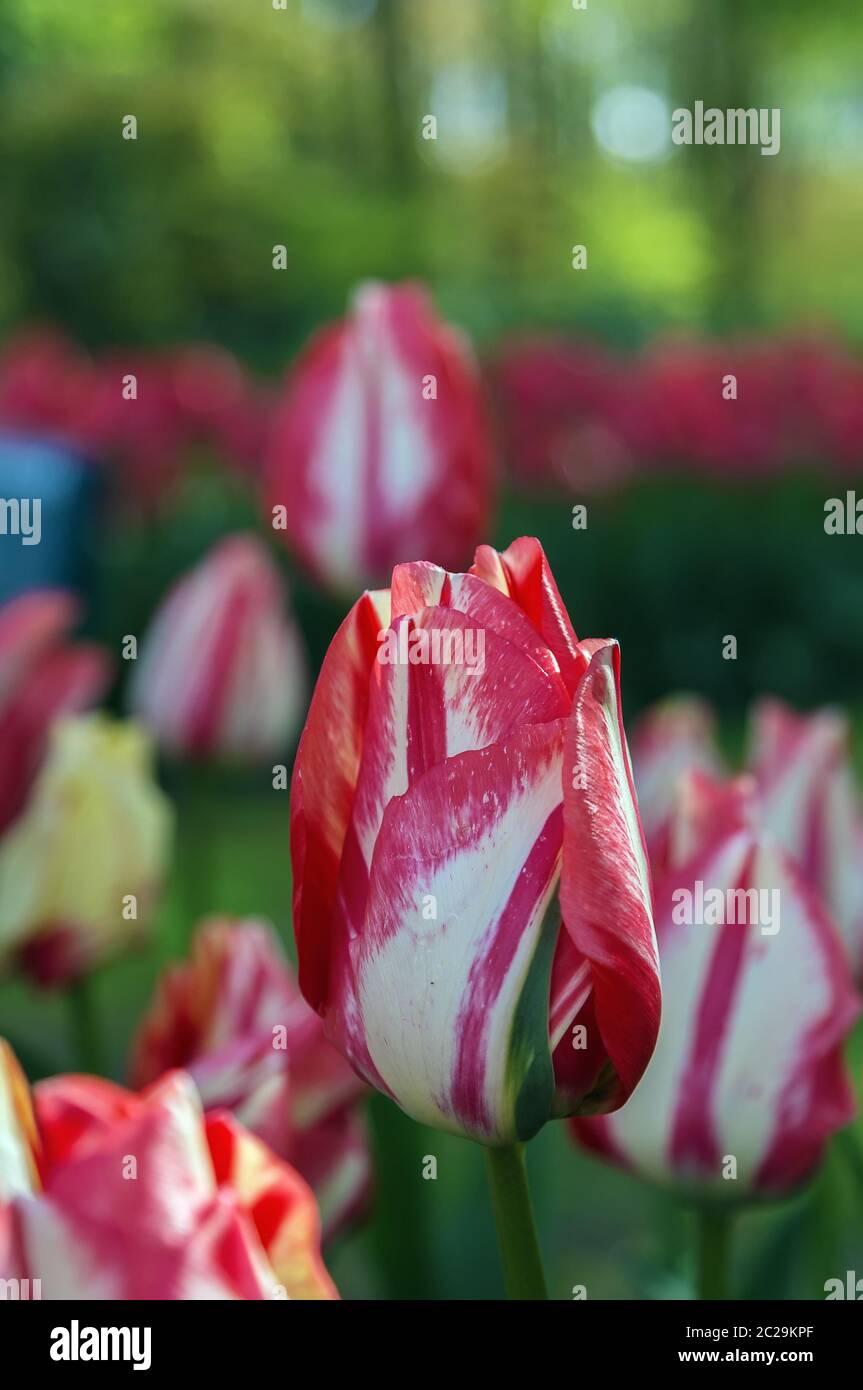 Rot mit weißer Tulpe Stockfoto