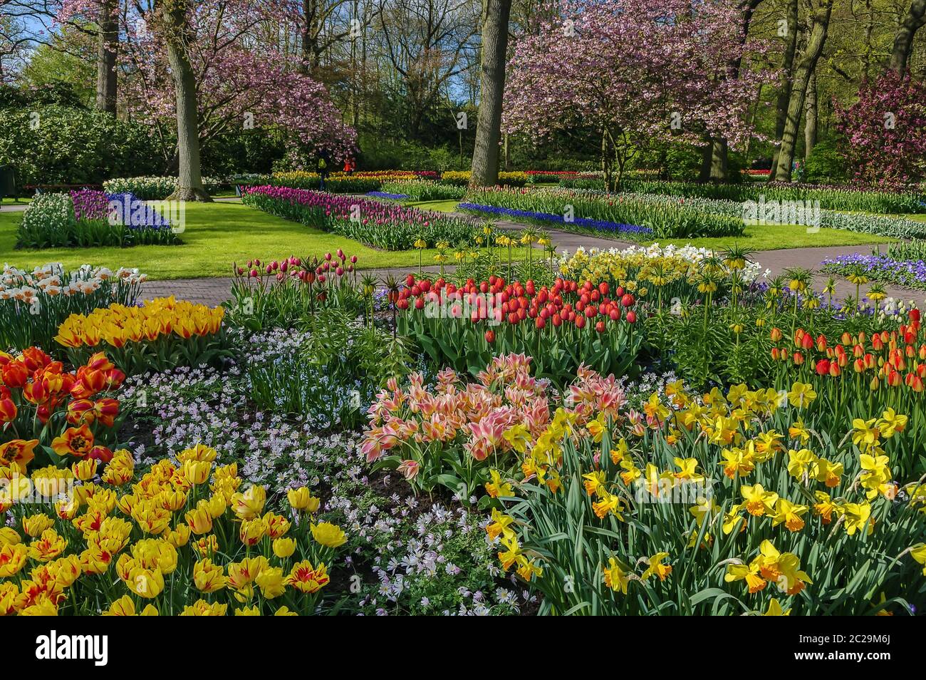 Blumenbeet im Keukenhof Stockfoto