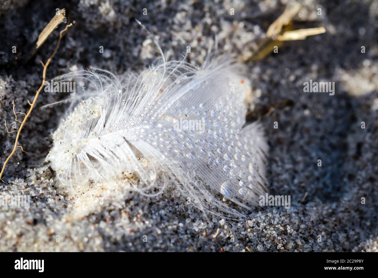Nasse weiße Feder auf dem Sand der ostsee Stockfoto