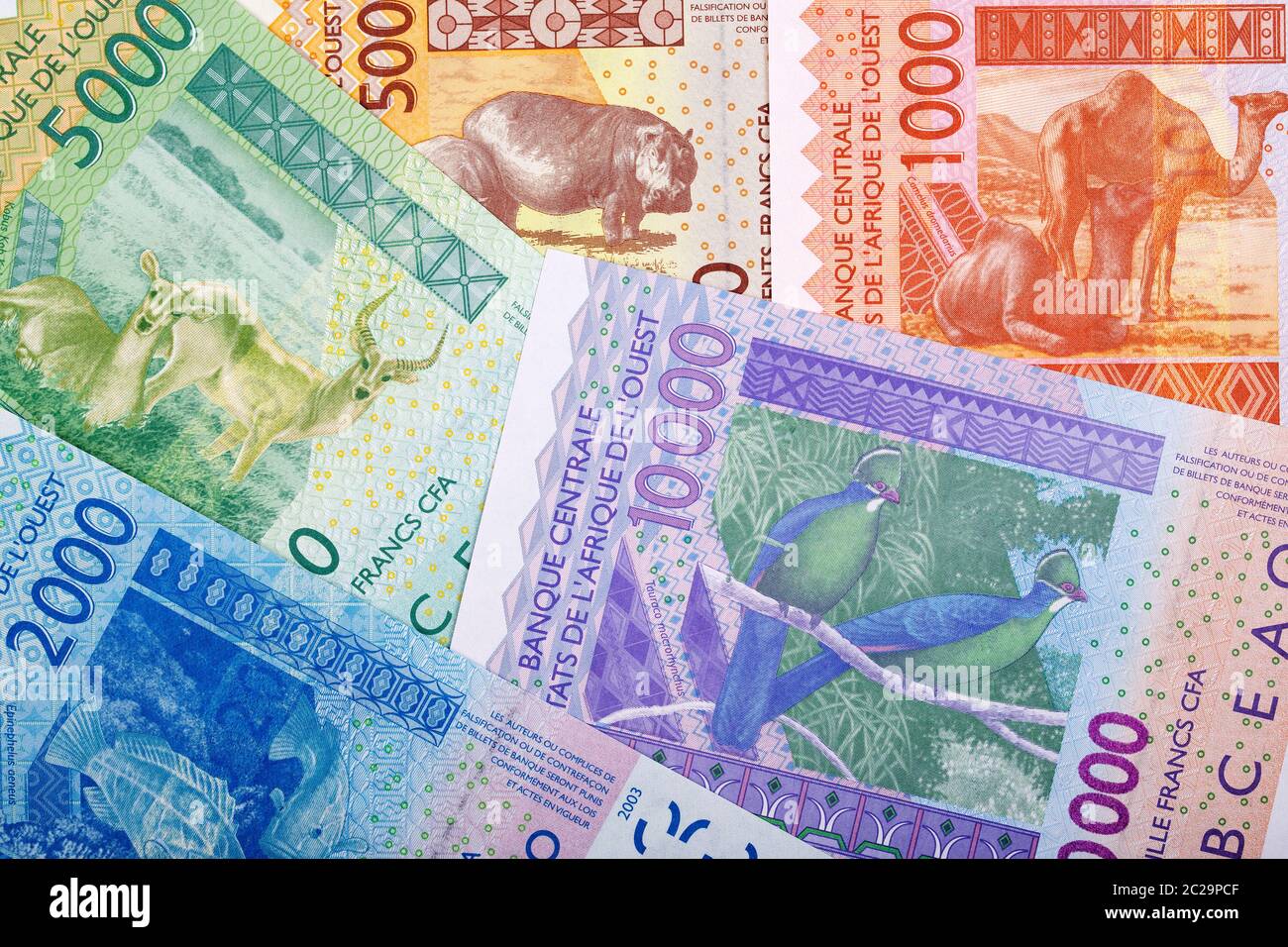 West African Franc, Rückseite, einen geschäftlichen Hintergrund Stockfoto