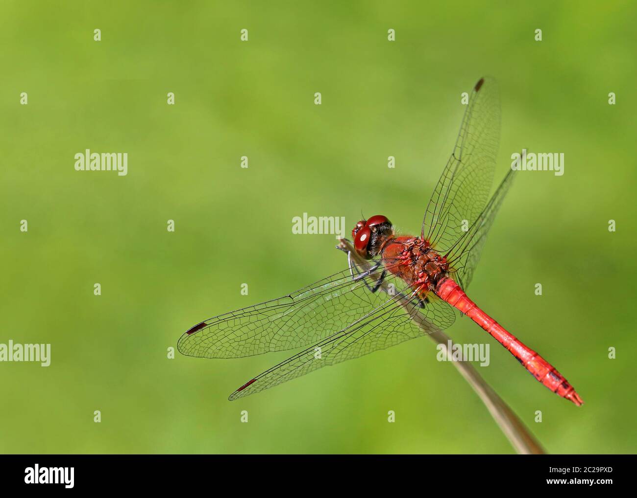 Männliche blutrote Heide-Ibelle Sympetrum sanguineum Stockfoto