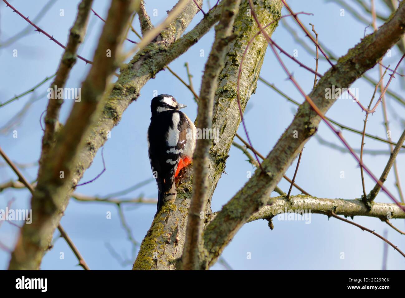 Buntspecht im Baum Stockfoto