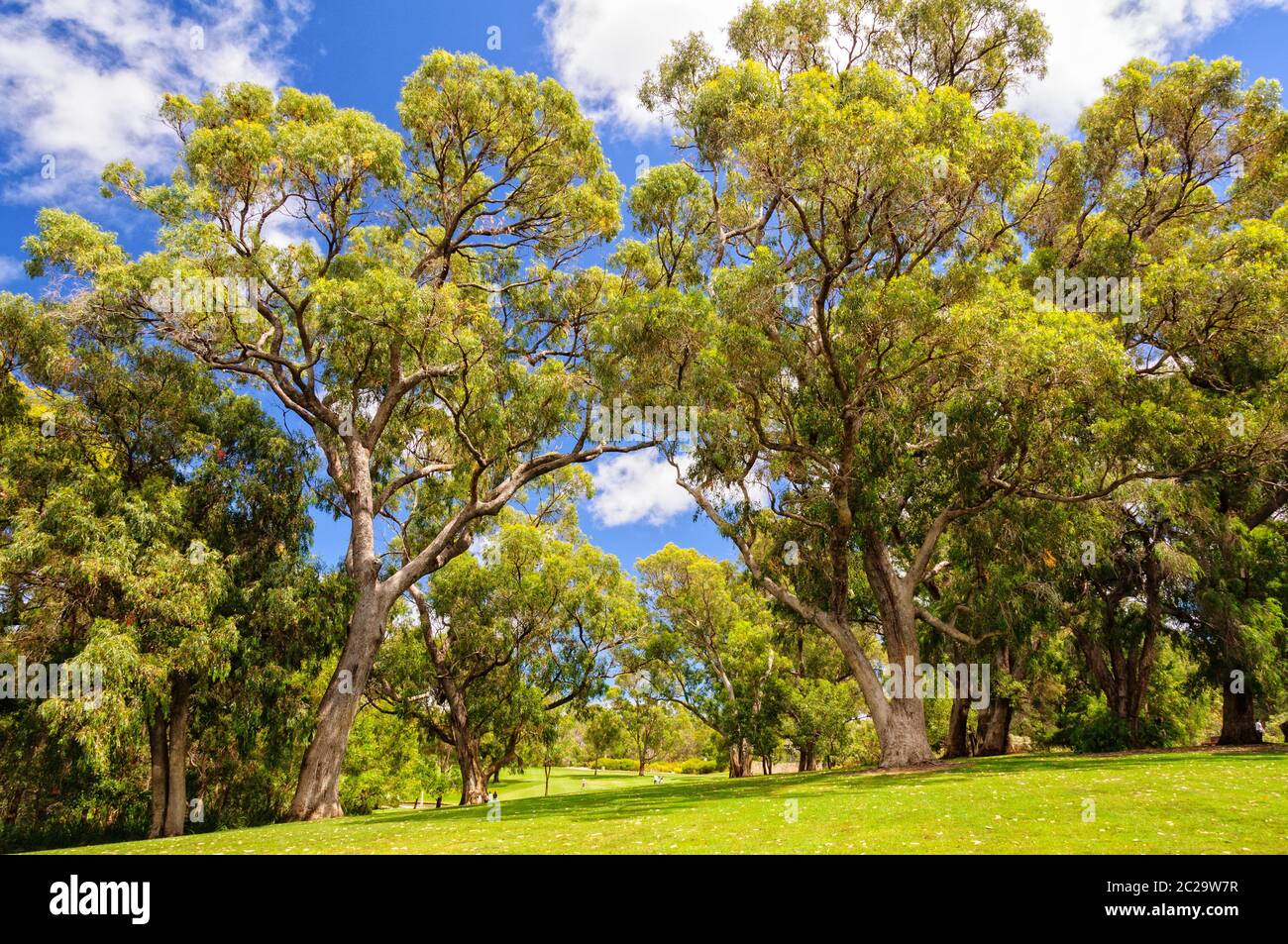Kings Park und Botanischer Garten ist eine schöne Mischung aus begrünten Parkanlage, botanischen Gärten und natürlichem Buschland auf dem Mount Eliza - Perth, WA, Australien Stockfoto