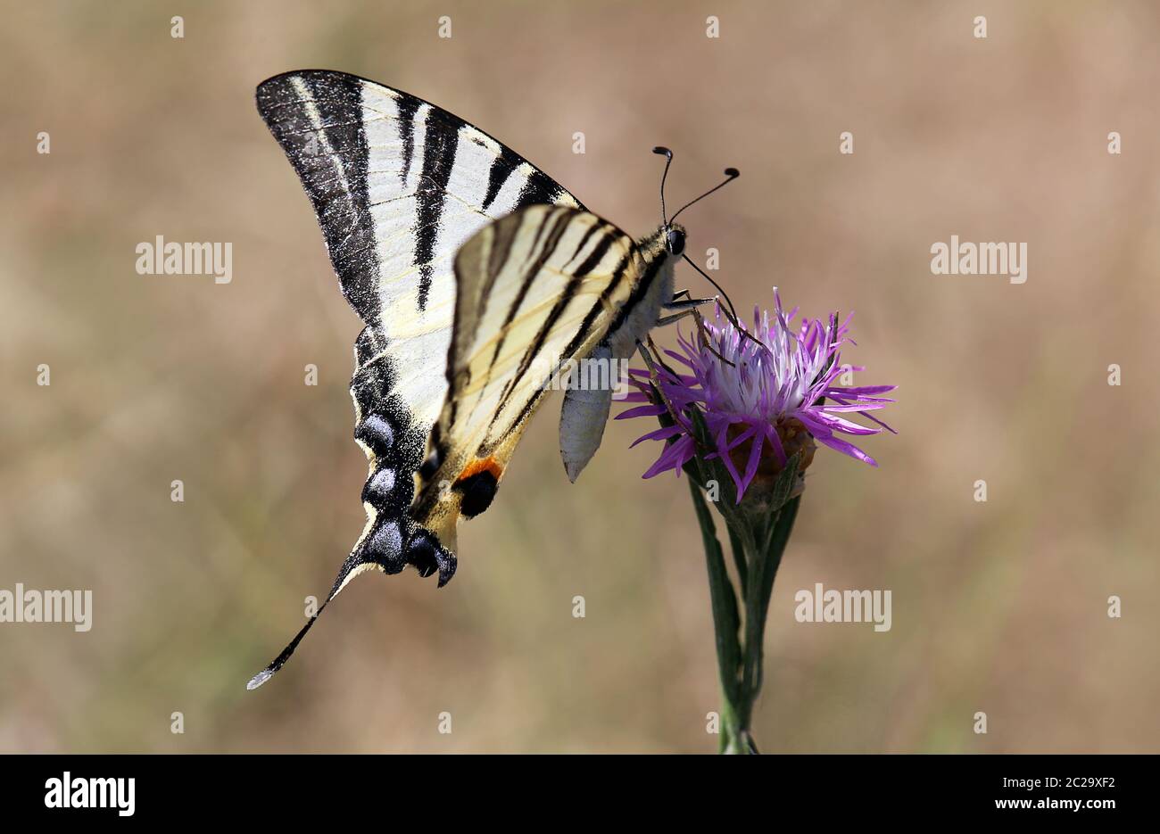 Sehr schöner Schmetterling Iphiclides podalirius Stockfoto