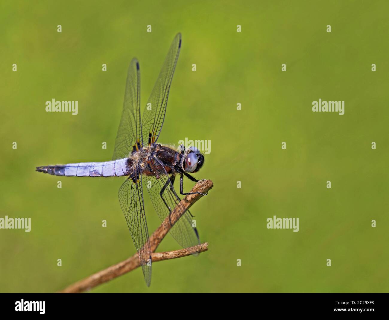 Makro männlicher flacher Bauch Libellula depressa Stockfoto