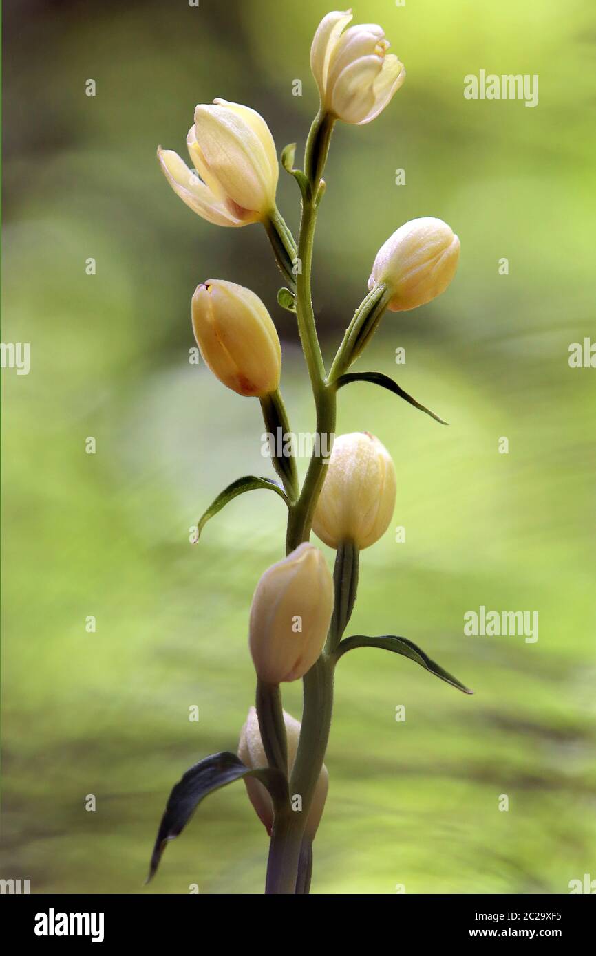 Macro White Forest birdcepalanthera damasonium Stockfoto