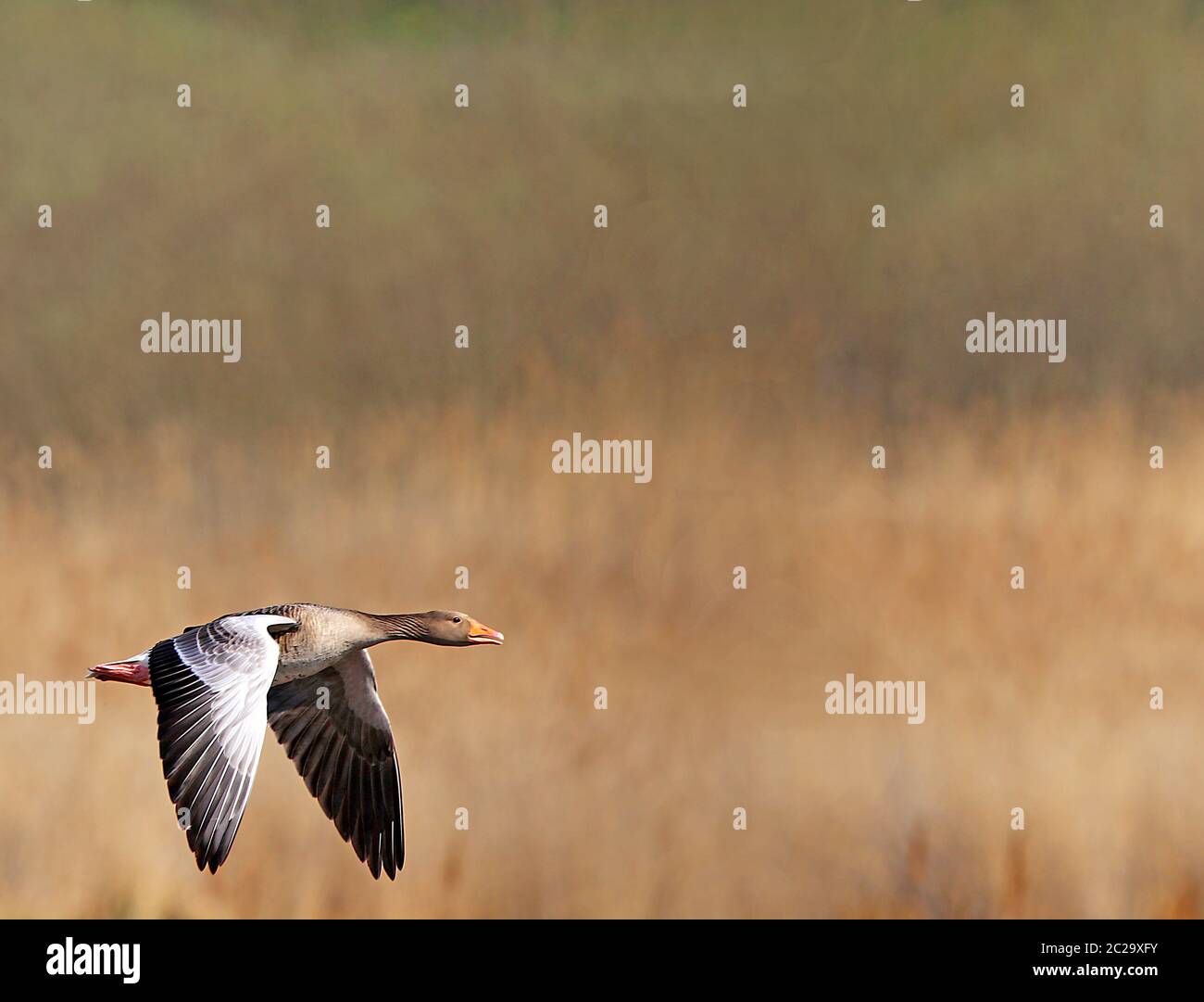 Flying Grey Goose Anser anser über das Schilf im Naturschutzgebiet Wagbachniederung Stockfoto