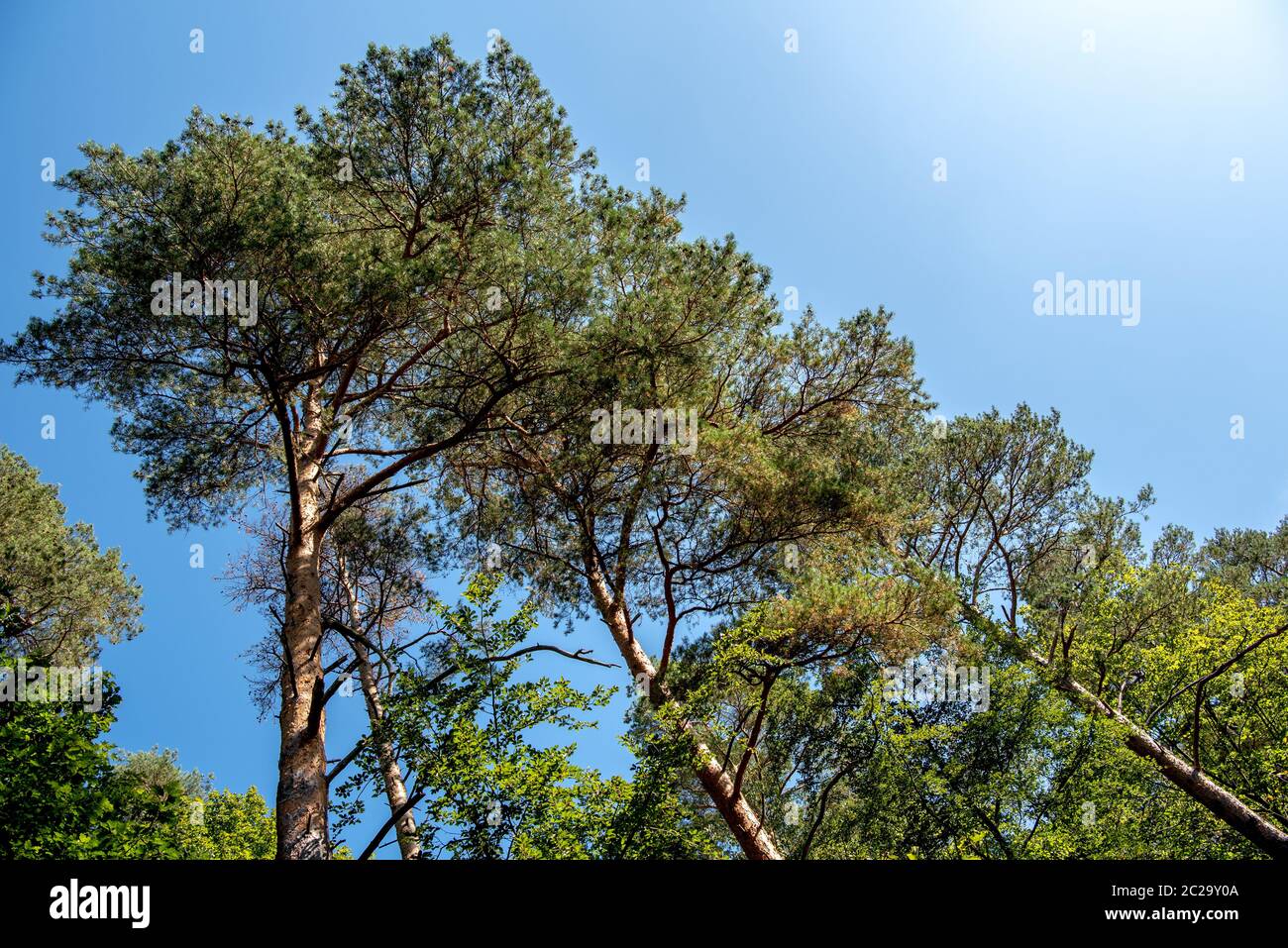 Herbstwald Stockfoto