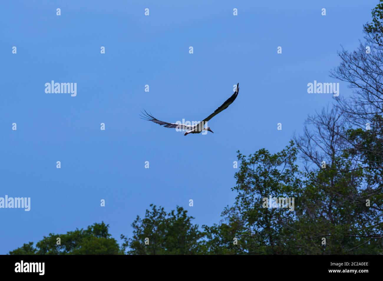 Ein fliegender Storch Stockfoto