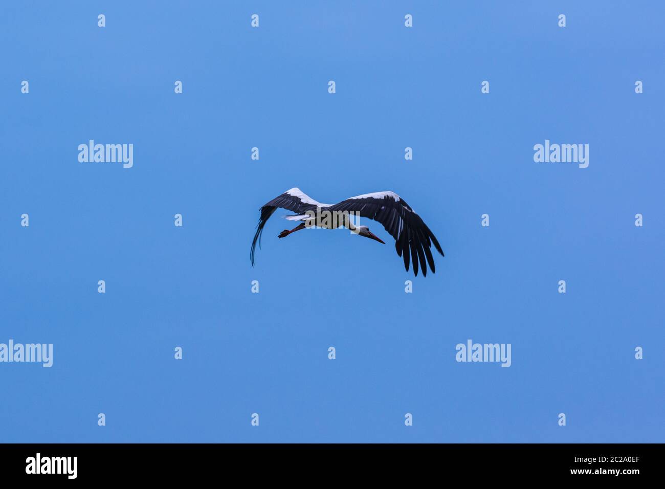 Ein fliegender Storch Stockfoto