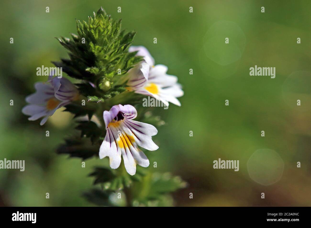 Macro Eye Rust, eufrasia officinalis Stockfoto